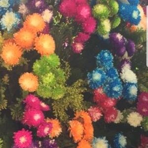 Meet your Posher, Jesse